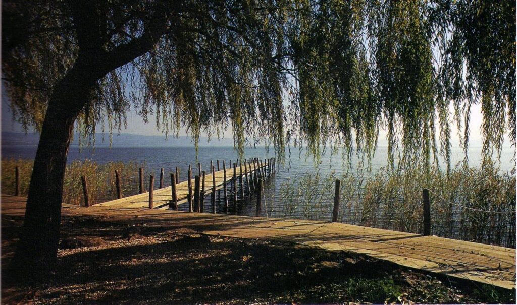 Molo di legno su lago, albero in primo piano.