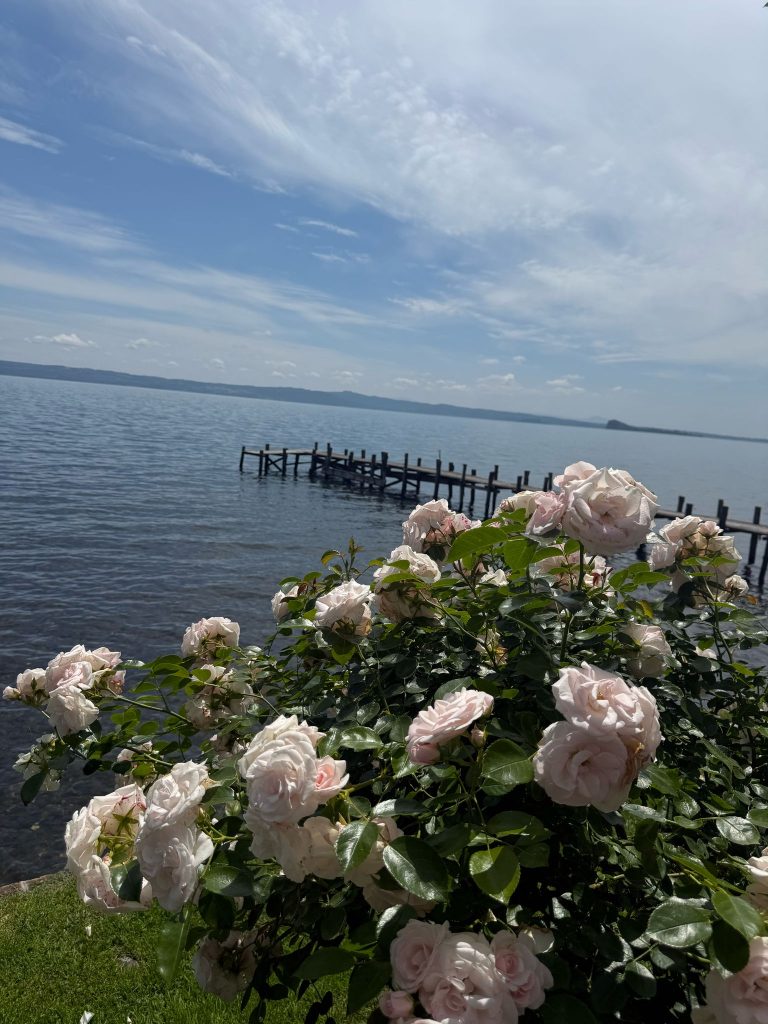 Rose bianche in primo piano, lago e pontile sullo sfondo.